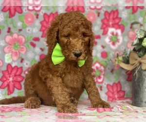 Goldendoodle Puppy for sale in LANCASTER, PA, USA