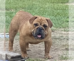 English Bulldog Puppy for Sale in TYLER, Texas USA
