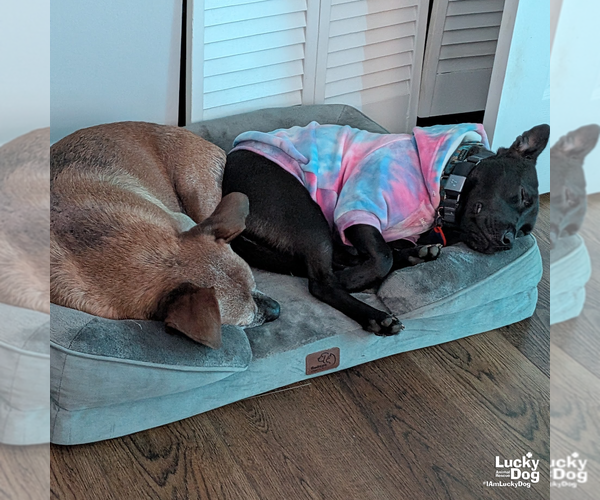 Medium Photo #7 Labrador Retriever-Retriever  Mix Puppy For Sale in Washington, DC, USA