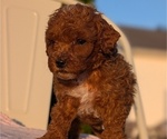 Small Photo #34 Poodle (Miniature) Puppy For Sale in GOSHEN, IN, USA
