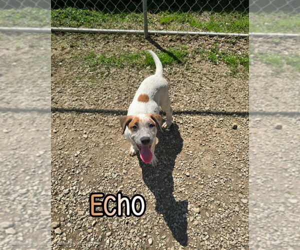 Medium Photo #4 American Pit Bull Terrier-Catahoula Leopard Dog Mix Puppy For Sale in Port Clinton, OH, USA