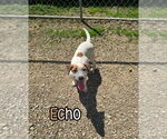 Small #3 American Pit Bull Terrier-Catahoula Leopard Dog Mix