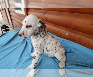 Dalmatian Puppy for sale in DAYTON, OH, USA