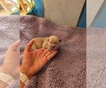 Small #8 English Cream Golden Retriever
