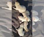 Small Photo #11 Labrador Retriever Puppy For Sale in OLYMPIA, WA, USA