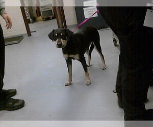 Labrador Retriever-Unknown Mix Dogs for adoption in Fayetteville, NC, USA