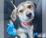 Small #1 Mutt