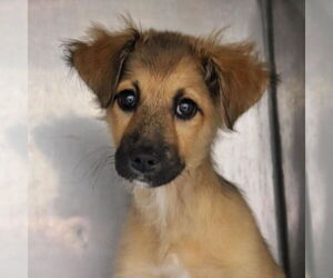 Mutt Dogs for adoption in Woodbury, NY, USA