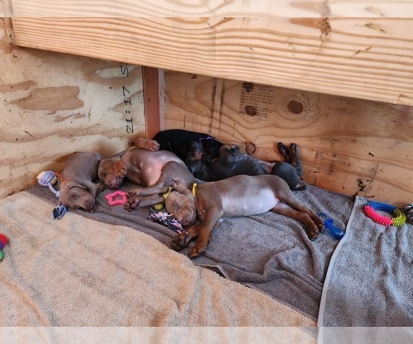 Medium Photo #11 Doberman Pinscher Puppy For Sale in CLINTON, OH, USA
