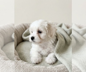 YorkiePoo Puppy for sale in DAWSONVILLE, GA, USA