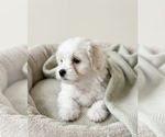 Small YorkiePoo