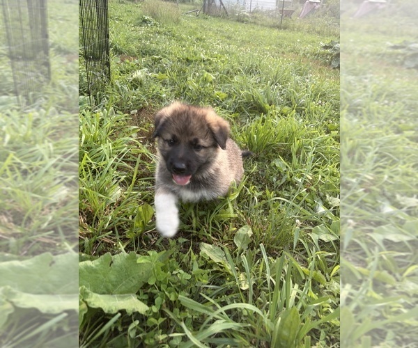 Medium Photo #7 German Shepherd Dog-Great Pyrenees Mix Puppy For Sale in LINDEN, VA, USA