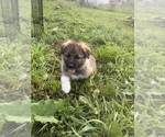 Small #6 German Shepherd Dog-Great Pyrenees Mix