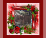 Small Photo #15 Pembroke Welsh Corgi Puppy For Sale in LOVELAND, CO, USA
