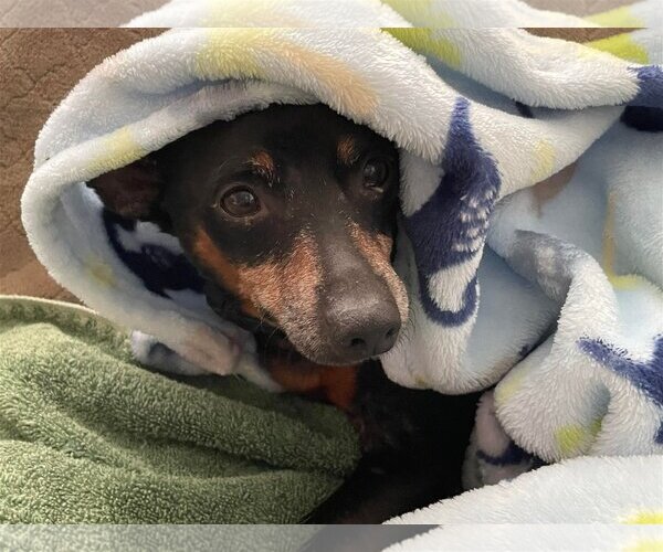 Medium Photo #2 Miniature Pinscher-Unknown Mix Puppy For Sale in Spring Lake, NC, USA