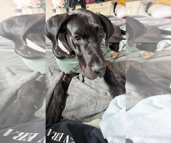 Medium Photo #2 Great Dane Puppy For Sale in Bullard, TX, USA