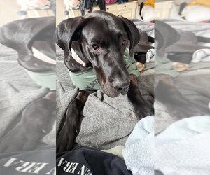 Dante - Male Great Dane Dog for Adoption - Photo #2
