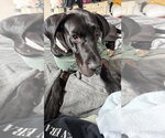 Small Photo #2 Great Dane Puppy For Sale in Bullard, TX, USA