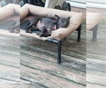 Small #3 Chihuahua Mix