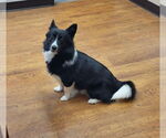 Small Border Collie Mix