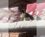 Small Photo #43 Australian Shepherd Puppy For Sale in FARMVILLE, VA, USA