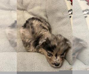 Chihuahua Puppy for Sale in MARIETTA, Georgia USA