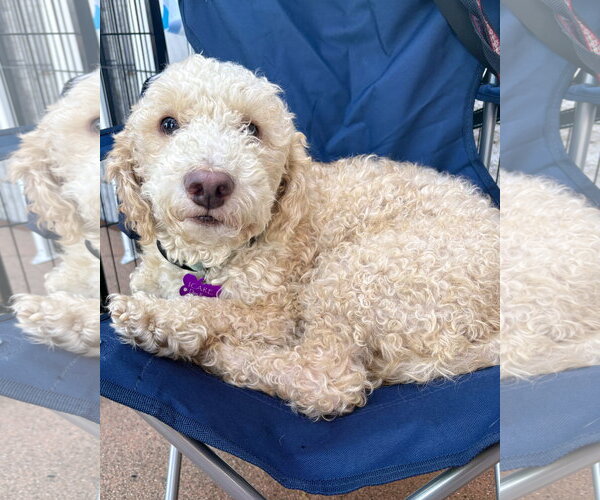 Medium Photo #2 Poodle (Miniature)-Unknown Mix Puppy For Sale in Corona, CA, USA