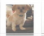 Small Photo #1 Shih Tzu Puppy For Sale in BRENTWOOD, MO, USA