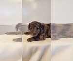 Small Photo #34 Aussiedoodle Puppy For Sale in ATHENS TOWNSHIP, PA, USA