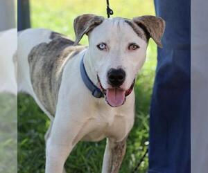 *MILKY - Male Mutt Dog for Adoption - Photo #2