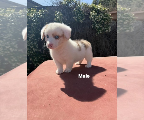 Medium Photo #1 Corgi-Aussie Puppy For Sale in OAKDALE, CA, USA