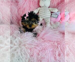 Yorkshire Terrier Puppy for sale in MIAMI, FL, USA