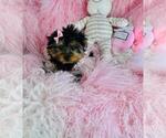 Small Yorkshire Terrier