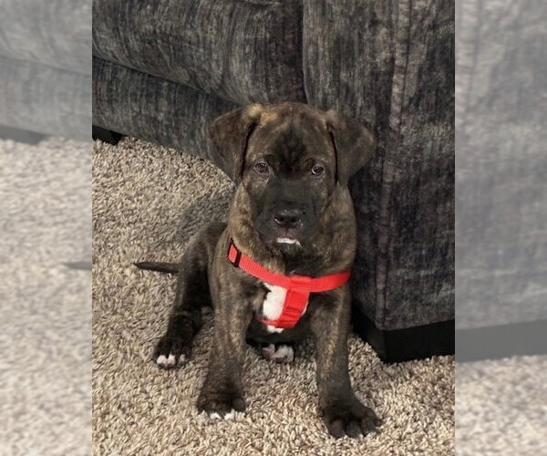 Medium Photo #2 American Staffordshire Terrier-Boxer Mix Puppy For Sale in Holly Springs, NC, USA