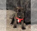 Small #1 American Staffordshire Terrier-Boxer Mix