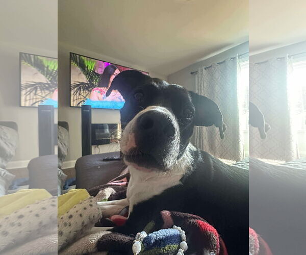 Medium Photo #6 Mutt Puppy For Sale in Derwood, MD, USA