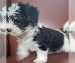 Small Photo #6 Morkie Puppy For Sale in HOLLAND, MI, USA