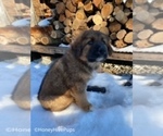 Small #1 Caucasian Shepherd Dog-German Shepherd Dog Mix