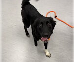 Small #2 Border Collie Mix