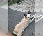 Small #1 Mutt
