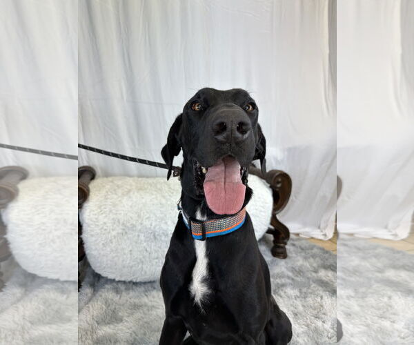 Medium Photo #6 Great Dane Puppy For Sale in Goodyear, AZ, USA