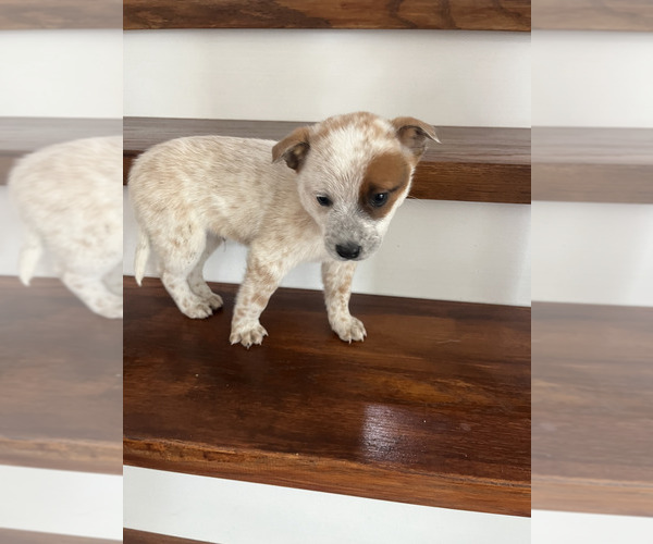 Medium Photo #5 Australian Cattle Dog Puppy For Sale in PUYALLUP, WA, USA
