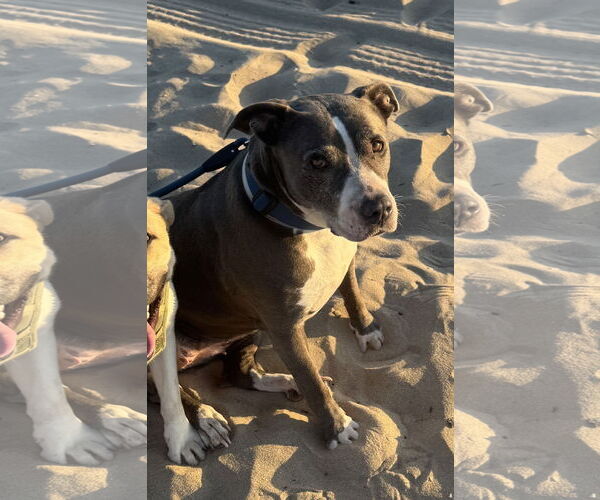 Medium Photo #4 Mutt Puppy For Sale in San Diego, CA, USA