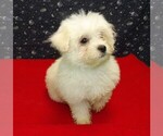 Small #1 Maltese