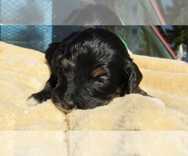Medium Photo #7 Bernedoodle Puppy For Sale in BIG ROCK, IL, USA