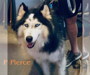 Medium Siberian Husky