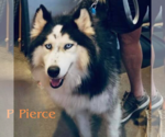 Small Siberian Husky