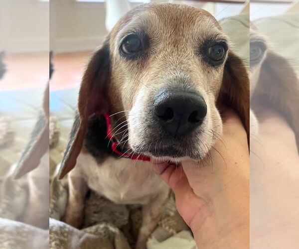 Medium Photo #8 Beagle Puppy For Sale in Dunnellon, FL, USA