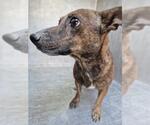Small Dachshund Mix