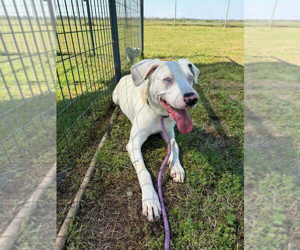 Medium Photo #6 Catahoula Leopard Dog-Unknown Mix Puppy For Sale in Abbeville, LA, USA